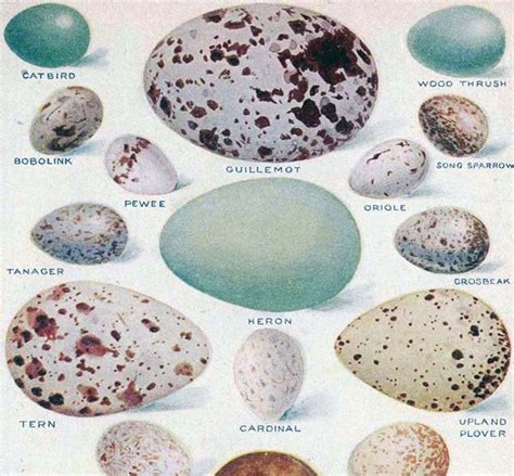 American Bird Eggs Color Lithothgraph Chart 1912 Edwardian - Etsy