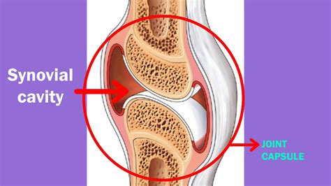 Synovial Joint Knee