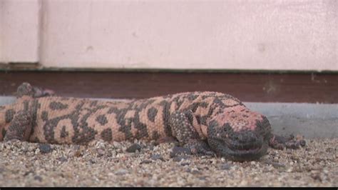 Arizona man taken to hospital after Gila monster bite | 12news.com