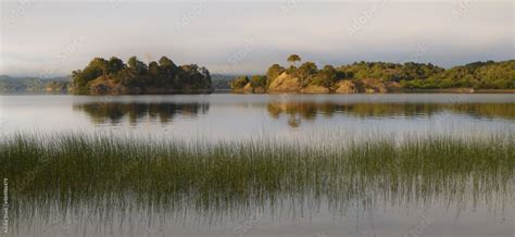 Quiet waters of Aluminé lake and reeds with little islands and a pehuen tree in Villa Pehuenia ...