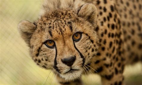 Visiting Decan wildlife refuge in Djibouti | TouristSecrets