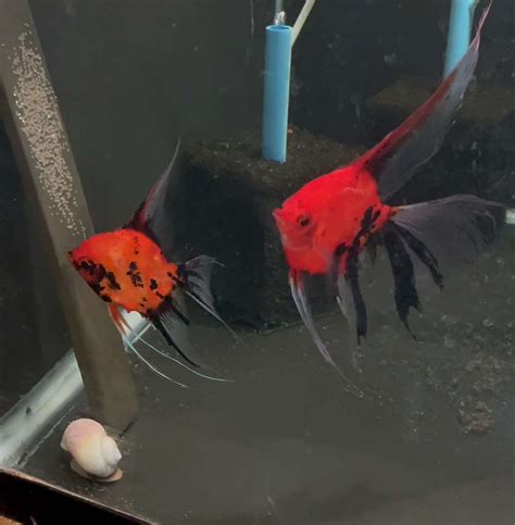 Koi Angelfish Breeding Pair #3194 for sale – Angels Plus