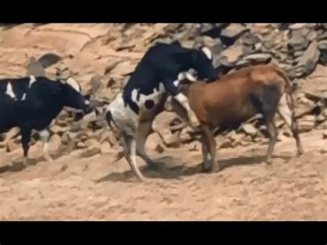 Cow Mating in Group - YouTube