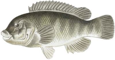 Fish Identification: Tautog (Tautoga onitis)