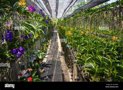 Orchid farm thailand hi-res stock photography and images - Alamy