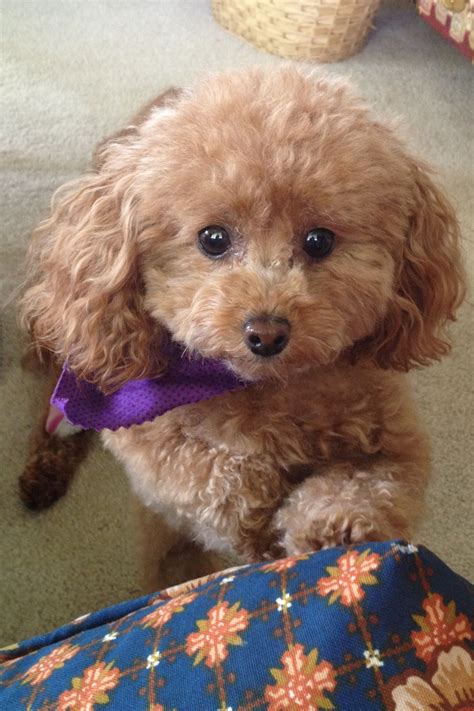 Woof woof ... Please, may I sit on the sofa ? Apricot toy poodle. | Dog breeds, Cute dog collars ...