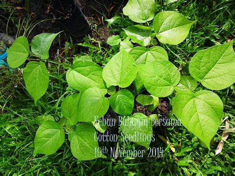 Kebun Bahagia Bersama: Musim hujan Musim bunga kapas