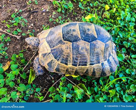 Tortoise on green stock photo. Image of wild, close - 128244936