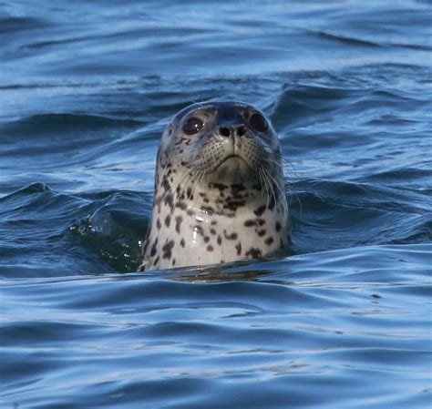 Alumna Studies Communication Behavior of Harbor Seals in Alaska ...