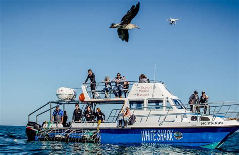 Great White Shark Cage Diving and Whale Watching Tour near Gansbaai