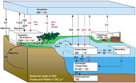 Won’t the carbon sinks absorb the extra CO2? – Jean-Marc Jancovici