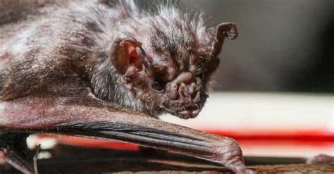 11 Truly Disturbing Facts About Vampire Bats