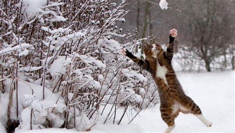 Fur Laughs: Watch Funny Cats Versus Snow In Winter [VIDEOS]