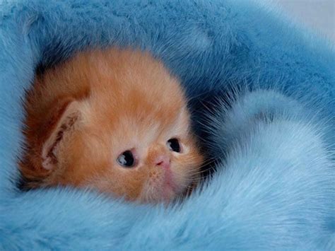 Newborn Kitten Care Guide: Questions and Answers | UK Pets