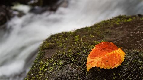 Wallpaper : 1920x1080 px, autumn, depth, field, leaves, macro, moss, nature, of, rocks ...