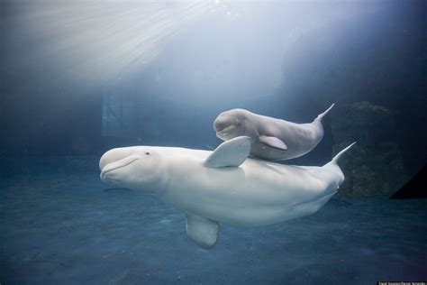 Shedd Baby Beluga Naming Contest: Chicago's Aquarium Asking For Help Naming Zoo Baby