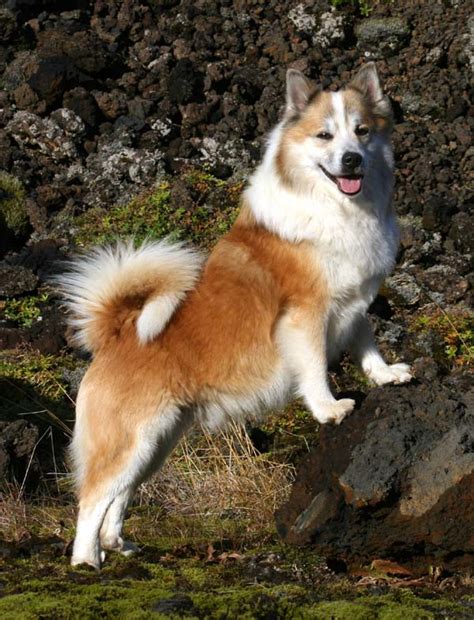 Icelandic Sheepdog Info, Temperament, Puppies, Pictures