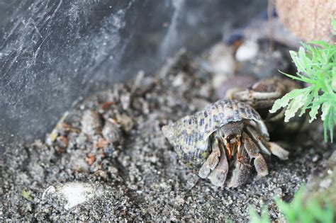 How to Maintain Humidity in a Pet Hermit Crab Habitat: 7 Steps