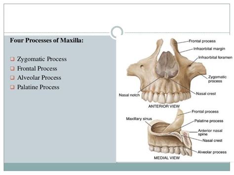 Anatomy of maxilla and its development