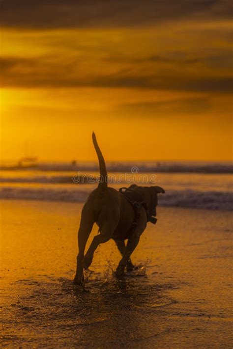 Silhouette of a Dog Running on Beach at Sunset Stock Photo - Image of ocean, tail: 273295514