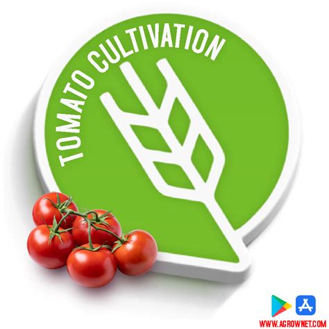 Tomato Farming Agrownet™ modern tomato farming techniques