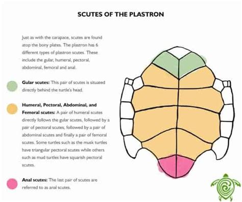 Tortoise Shell Anatomy