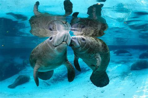 Manatee Wallpapers - Top Free Manatee Backgrounds - WallpaperAccess