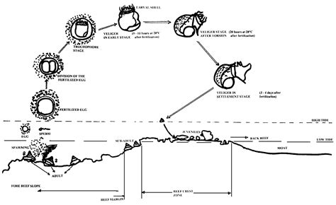 Snail Life Cycle Diagram