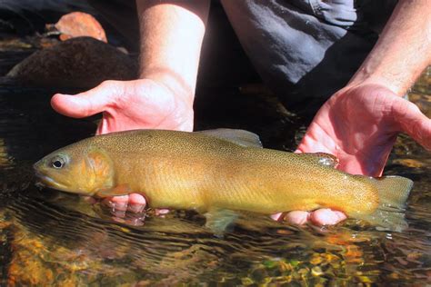 Arizona Fly Fishing: Gila Trout - Arizona WanderingsArizona Wanderings