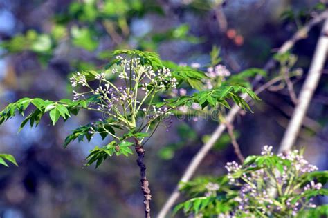 Azadirachta Indica with Flowers and Leaves, Meliaceae Family Tree Stock ...