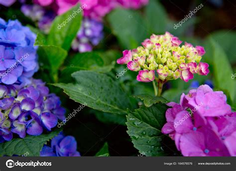 Pink Hydrangeas background. — Stock Photo © swkunst #164576576