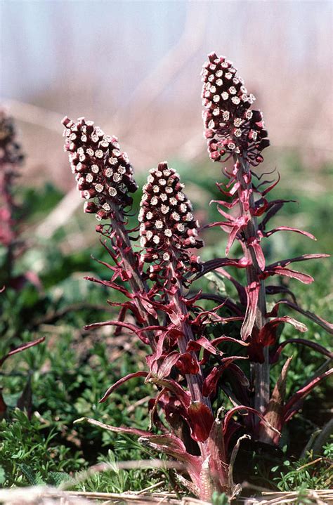 Butterbur Petasites Hybridus Photograph by Helmut Partsch/science Photo Library | Fine Art America