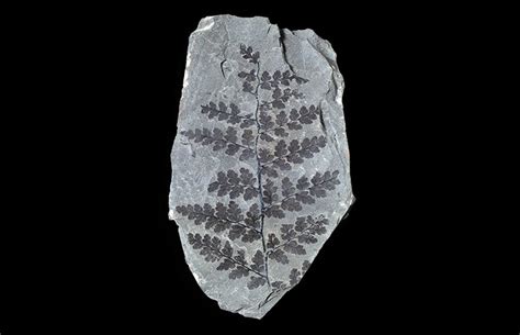 The 330-million-year-old fossil tree that's stood the test of time | Natural History Museum