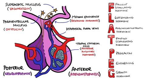 Anterior v Posterior Pituitary Gland - PLUS Anterior Pituitary Hormones Mnemonic (FLAT PEG ...