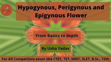 Hypogynous, Perigynous and Epigynous Flower || Flower Morpholgy - YouTube