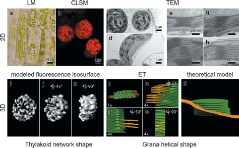 Visualization of the chloroplast internal membranes -advantages of ...