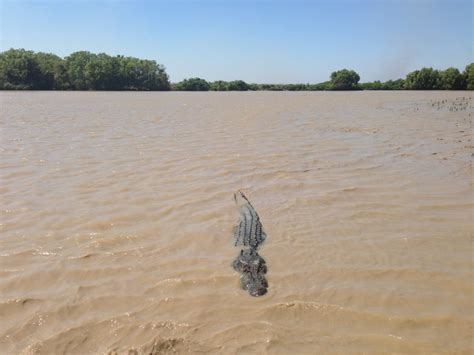 Crocodile attack: Australian camper snatched from muddy river - NBC News