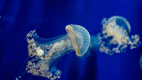 Glowing Jellyfish Wallpapers (67+ images)