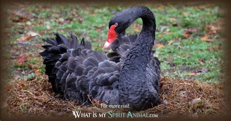 Black Swan Symbolism & Meaning - What Is My Spirit Animal