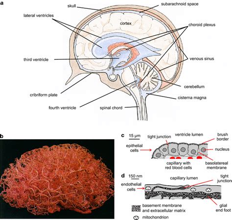 Locations and functions of the choroid plexuses and the blood brain... | Download Scientific Diagram