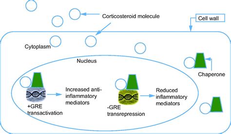 Corticosteroids Mechanism Of Action