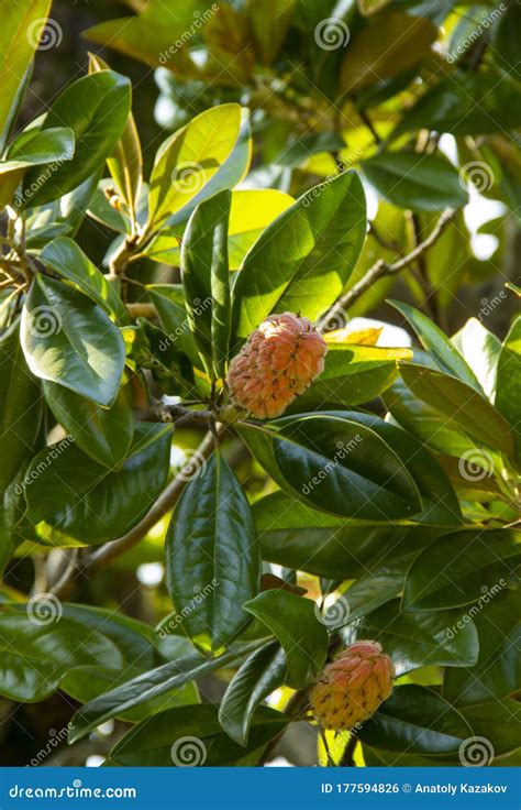 Magnolia Grandiflora Tree, with Seed Pod and Red, Ripe Seeds. Genus of ...