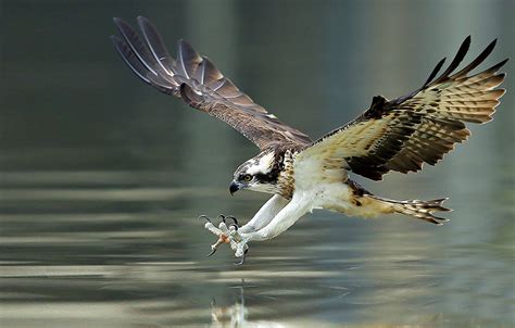 Terrifying Talons for Catching Prey | intoBirds