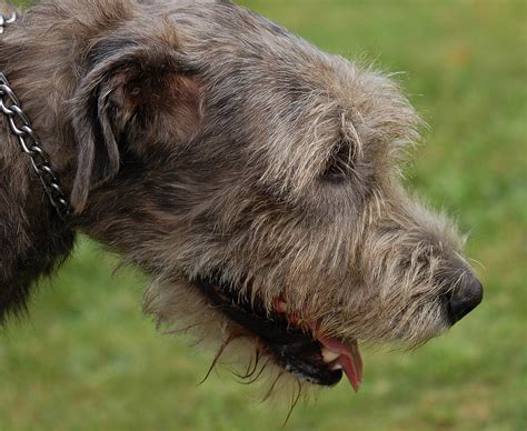 File:Irish Wolfhound 07.jpg - Wikimedia Commons