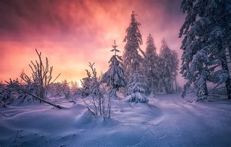 forest, Winter, Sunrise, Germany, Snow, Trees, Cold, Clouds, Path, White, Yellow, Pink, Nature ...