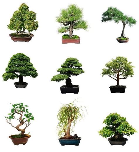 Bonsai Tree Complete Guide: How to Grow and Care for Bonsais