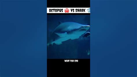 octopus 🐙 vs Shark 🦈 fight 🤯🤯💥💯#animals #shortsvideo #facts - YouTube