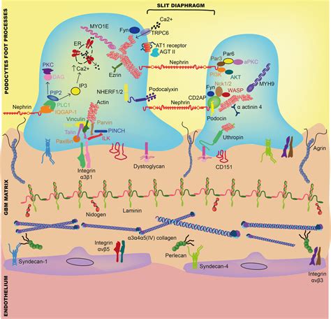 Interaction between components of the glomerular basement membrane and ...