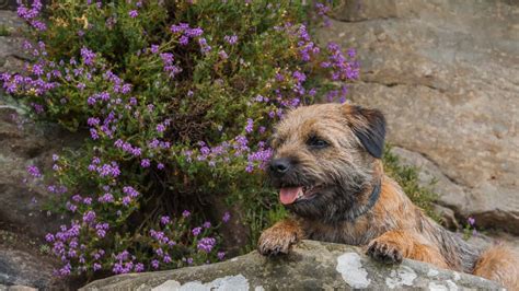 How To Groom a Border Terrier? - Border Terrier Love