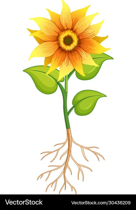 Sunflower flower with green leaves and roots Vector Image